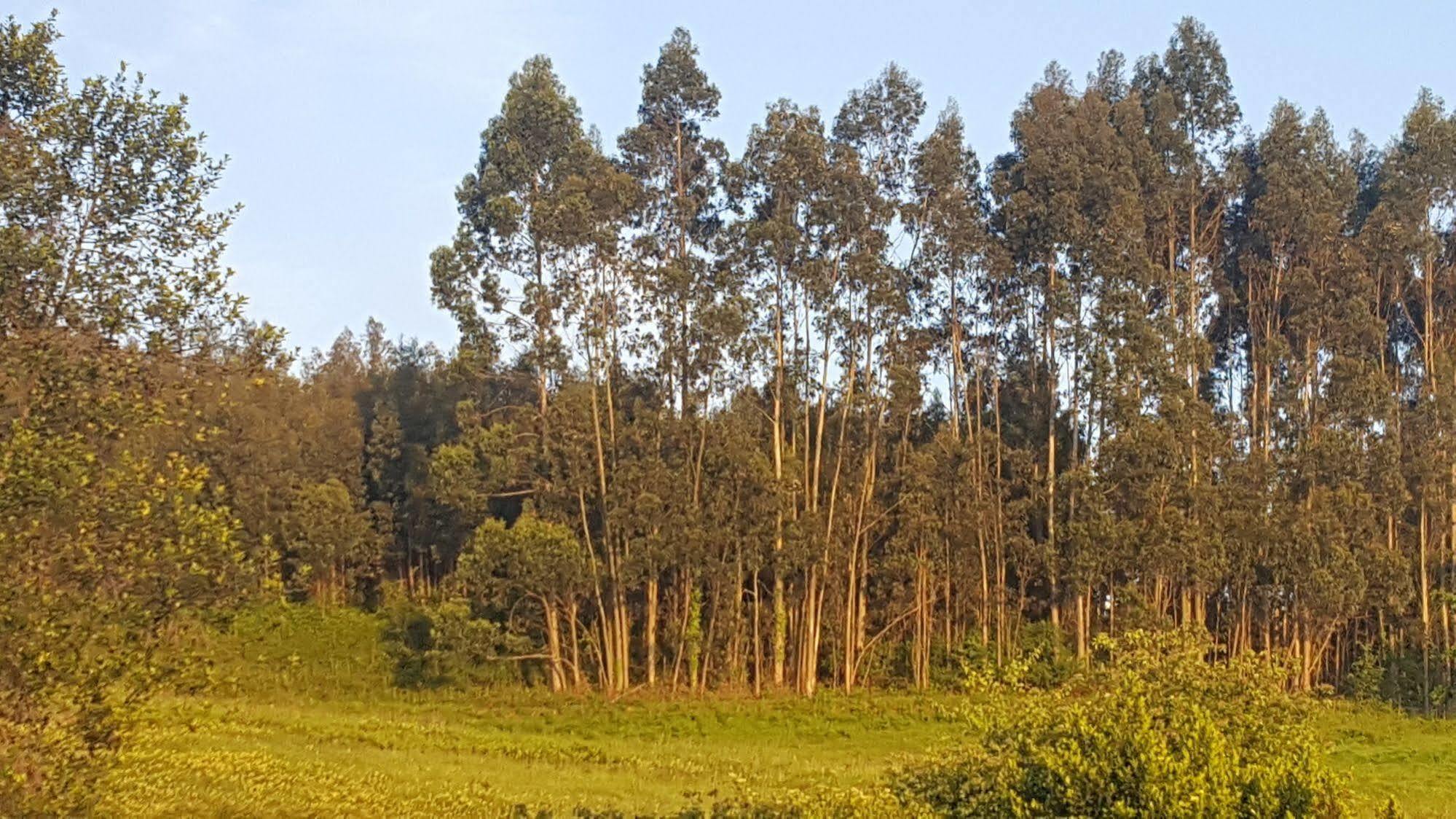 Hotel Rural Foncubierta ソト・デル・バルコ エクステリア 写真